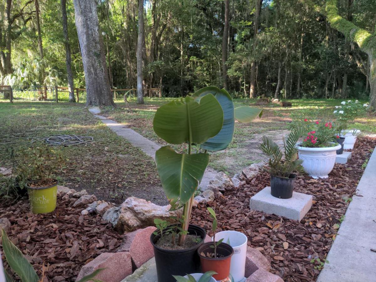 Micanopy Countyline Cottages المظهر الخارجي الصورة